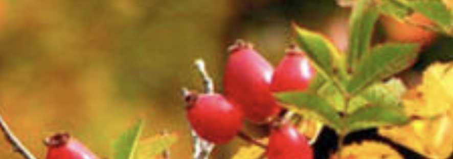 HealthOne Support Banner